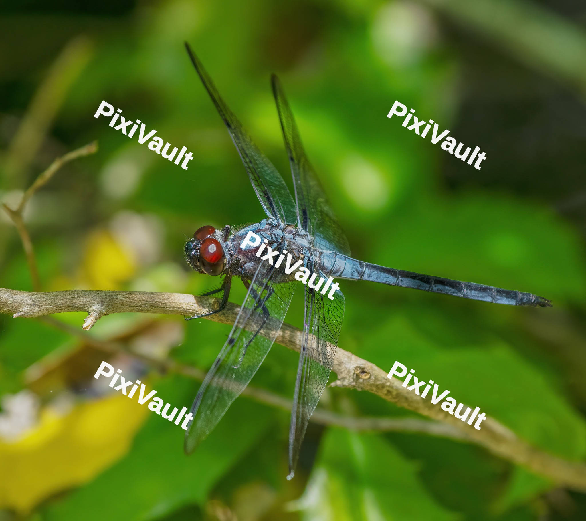 Blue Dragonfly